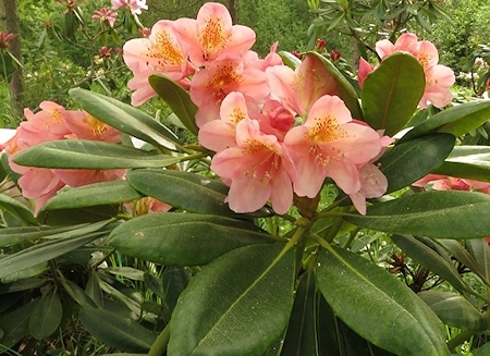 Rhododendron 'Merja', alppiruusu